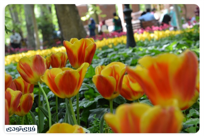 Deh Vank Iranian Garden, Tehran