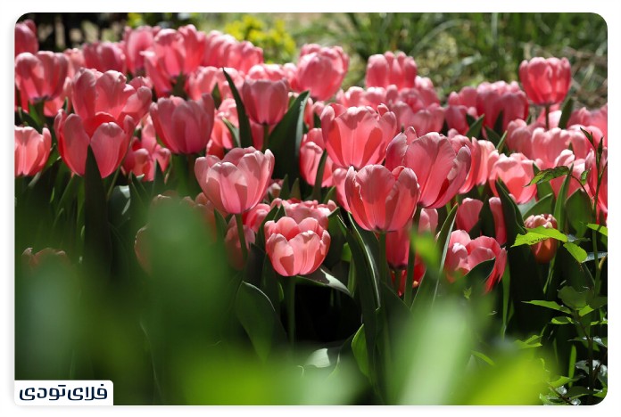 The best time to visit the Iranian garden