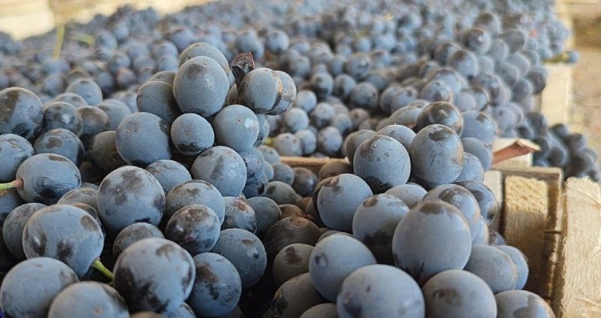 Marivan black grape boxes