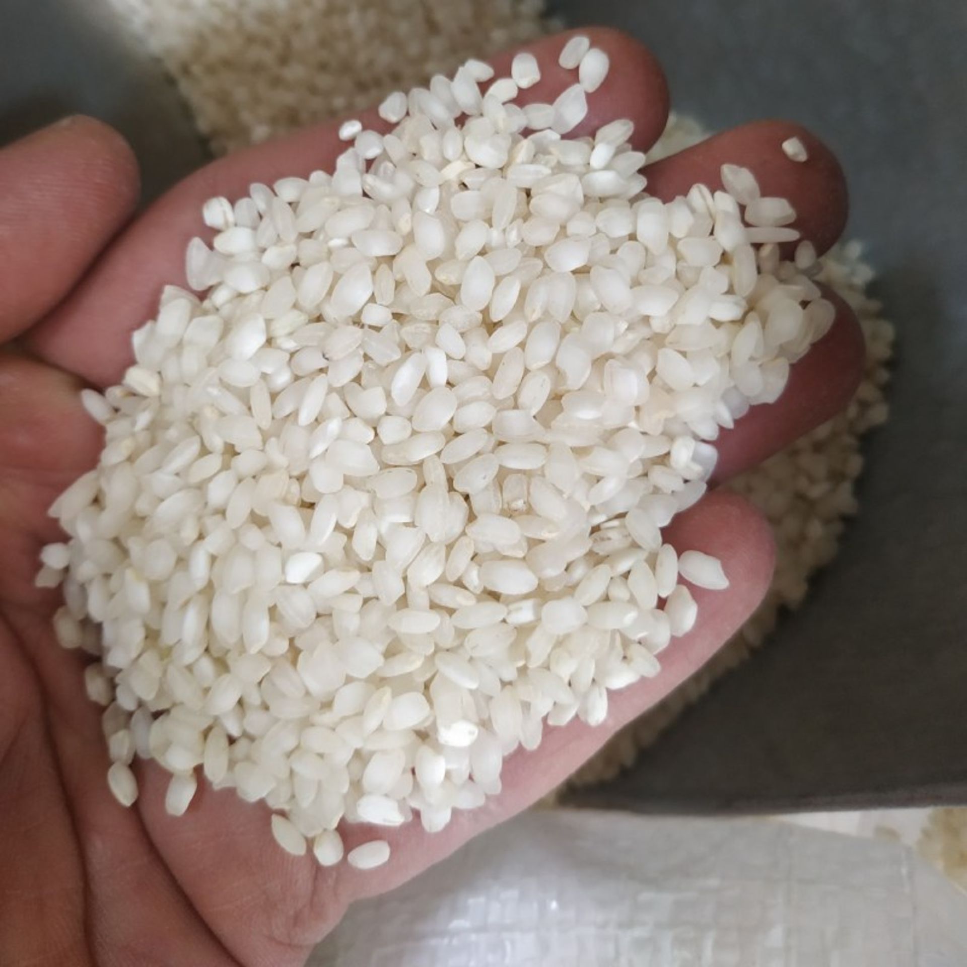 Marivan pollen rice
