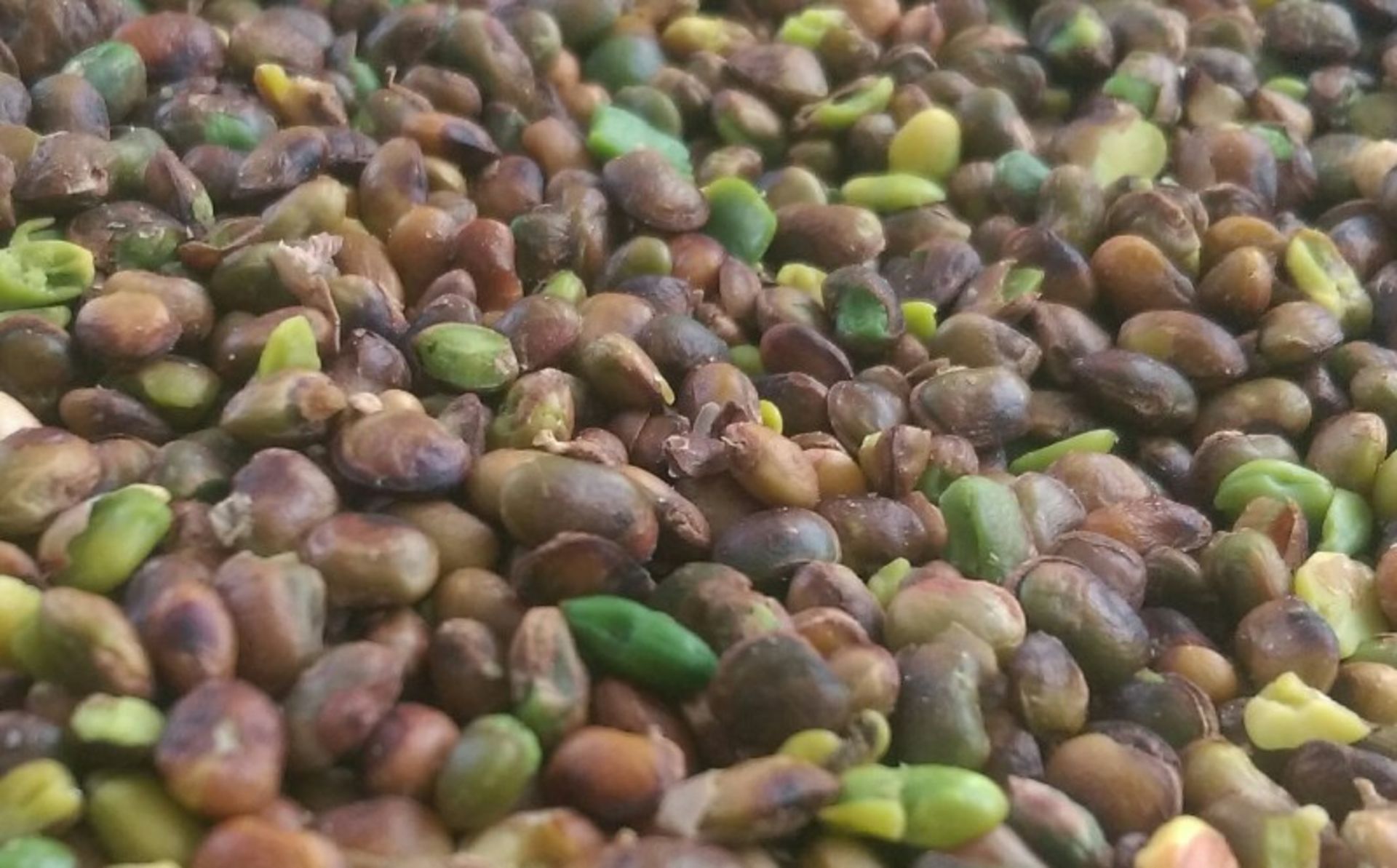 Marivan mountain pistachios