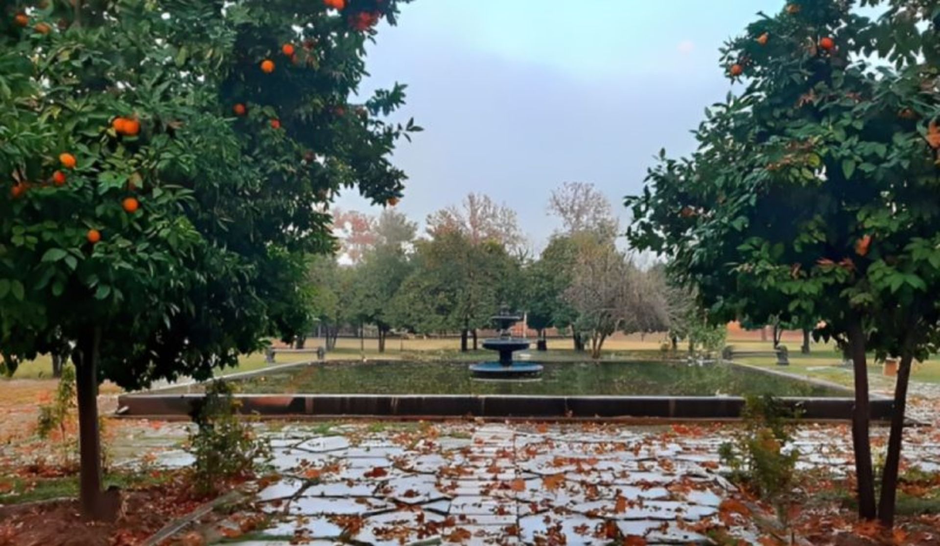 Nature of Afif Abad Shiraz garden