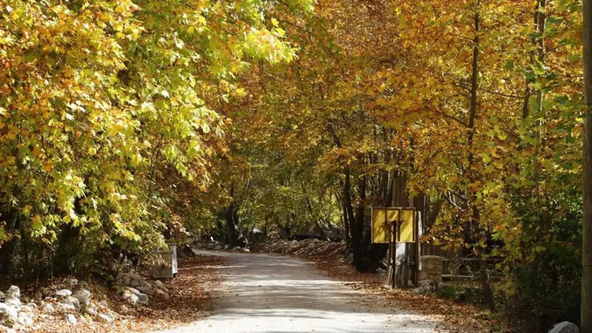Autumn nature of Antalya with yellow leaves of trees