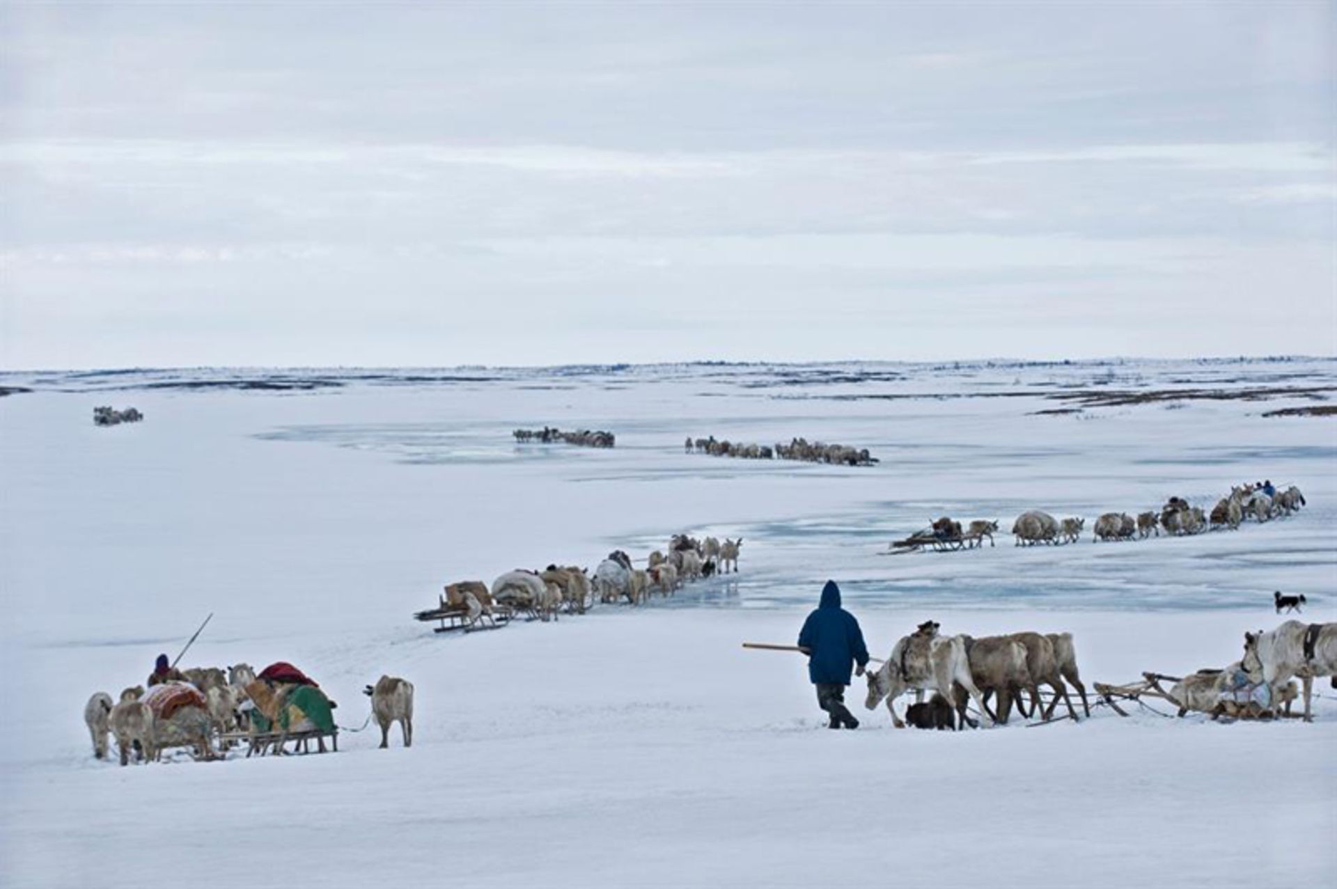 Nenets people and their livestock in the snow and cold of Siberia