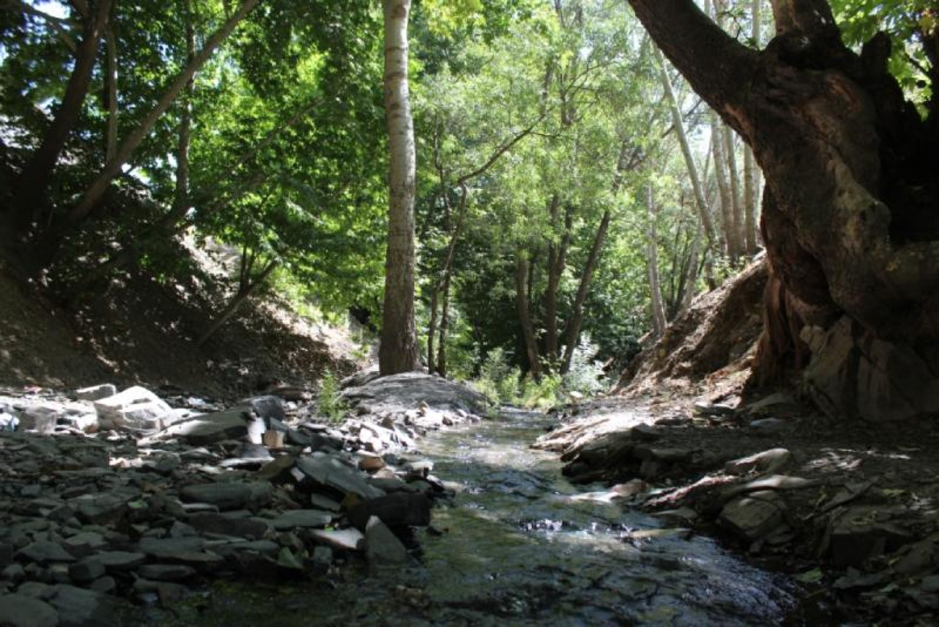 Forest and river of Ngandar village