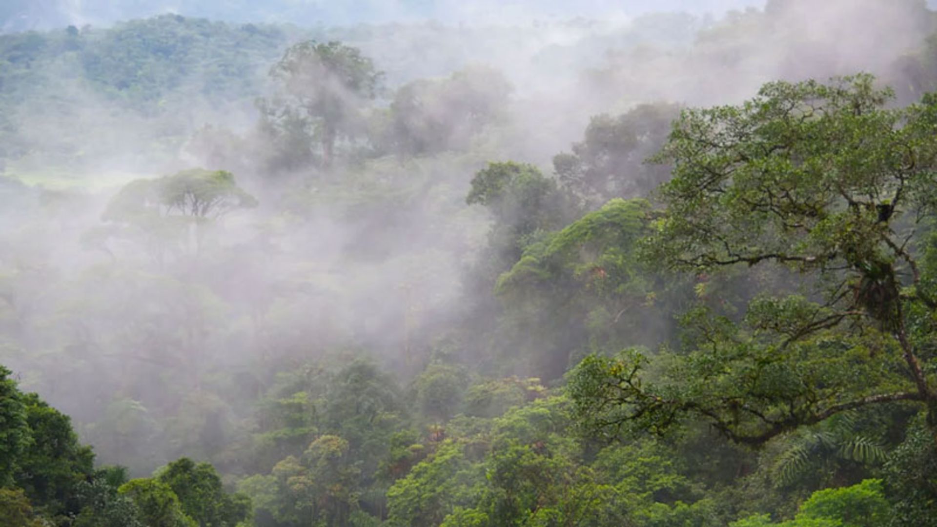 Costa Rican rainforest in fog