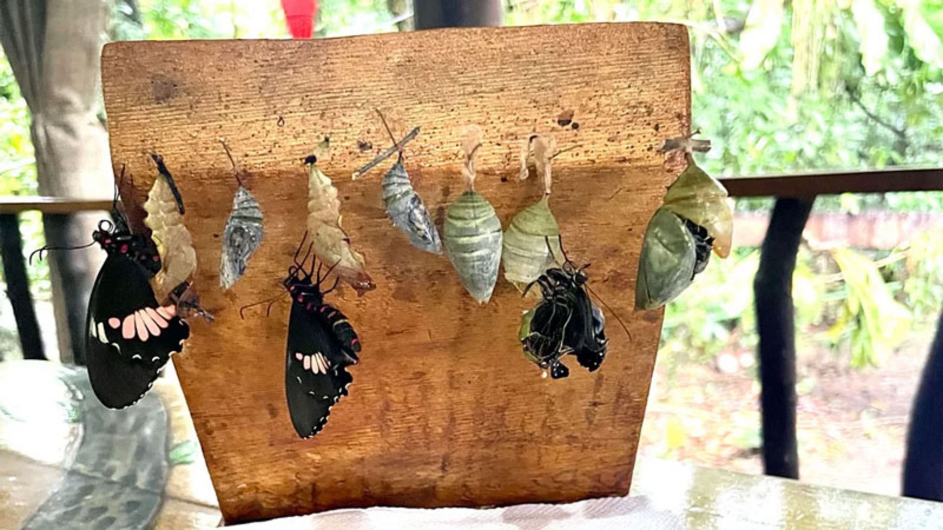 Butterfly pupae on a wooden board in the forest of Costa Rica