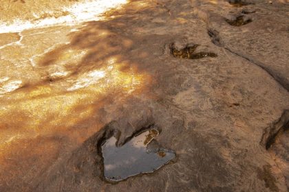 A 10-year-old girl accidentally stumbled upon 5 dinosaur footprints while walking on the beach - Diginoy