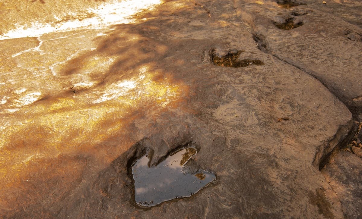A 10-year-old girl accidentally stumbled upon 5 dinosaur footprints while walking on the beach - Diginoy