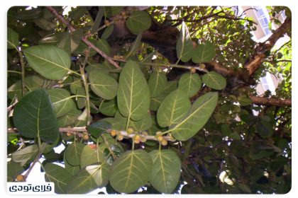 Fig tree of Qeshm temples