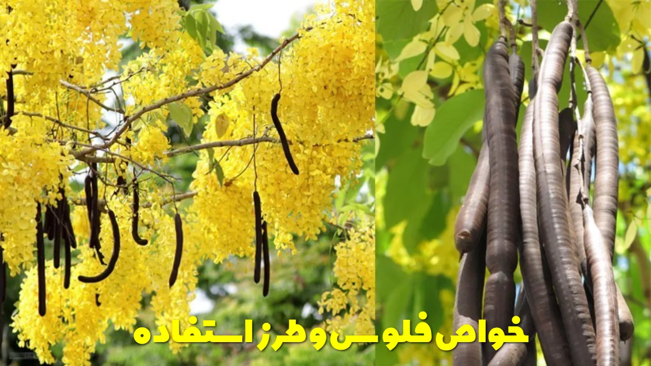 Flos properties and how to use