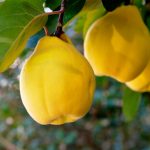 The properties of the fruit and how to consume it