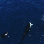 Shark hunting by whales