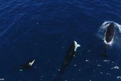 Shark hunting by whales
