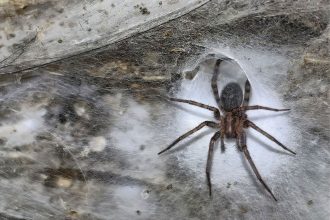 The largest spider web in the world