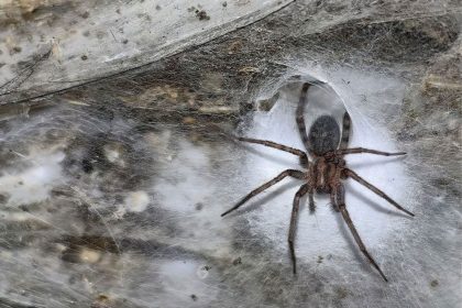 The largest spider web in the world