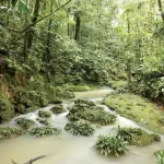 Amazon forests, South America