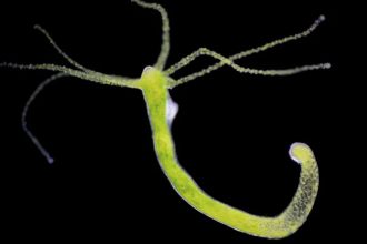 End of the ocean tote bag