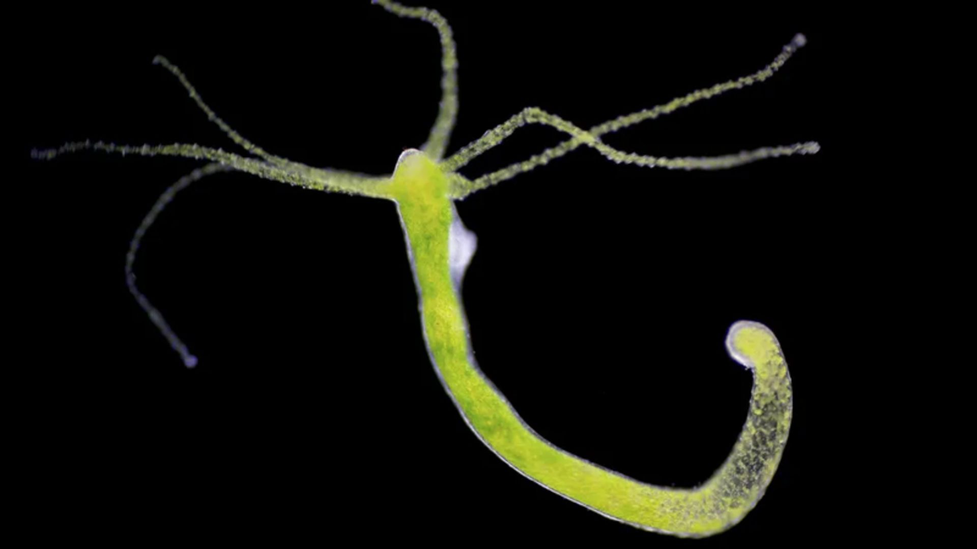 End of the ocean tote bag