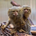 Knuckle Monkeys: The World's Smallest Monkeys That Are Loud and Loveable - Diginoy