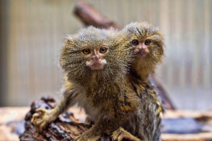 Knuckle Monkeys: The World's Smallest Monkeys That Are Loud and Loveable - Diginoy