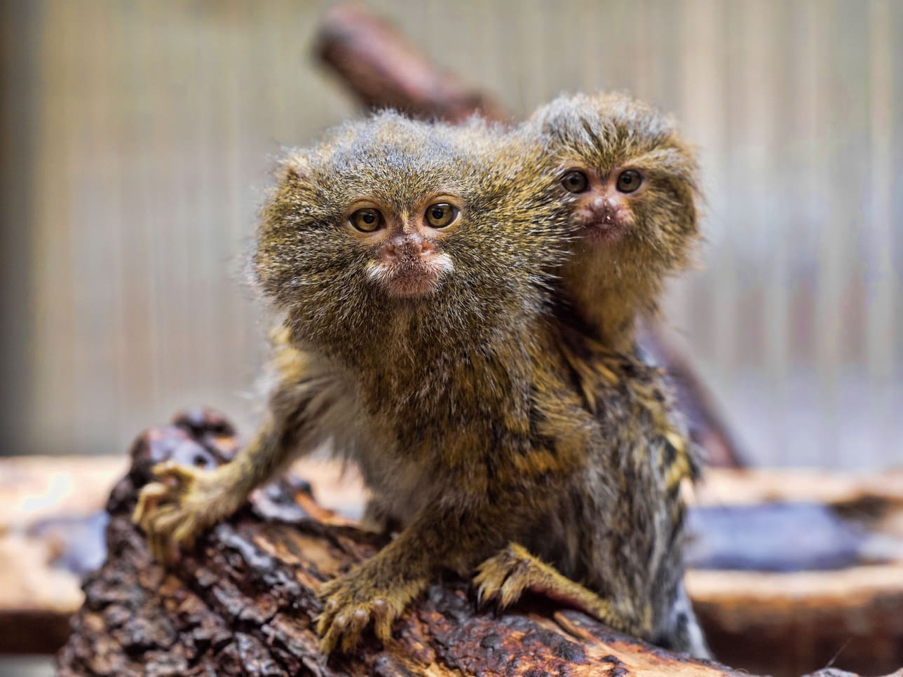 Knuckle Monkeys: The World's Smallest Monkeys That Are Loud and Loveable - Diginoy