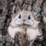 This squirrel is the cutest animal in the world - Diginoy