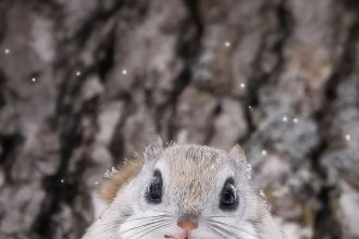 This squirrel is the cutest animal in the world - Diginoy
