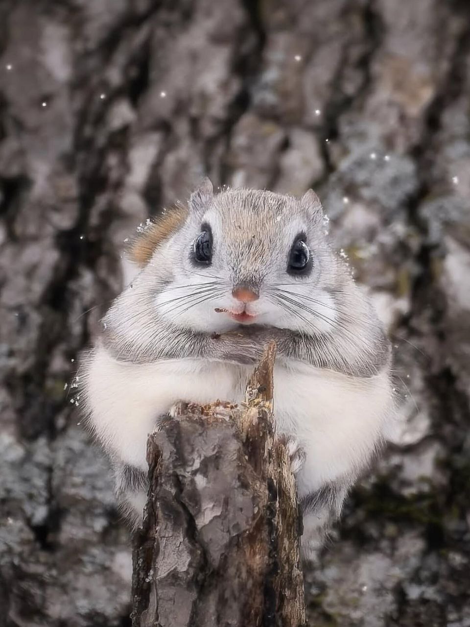 This squirrel is the cutest animal in the world - Diginoy