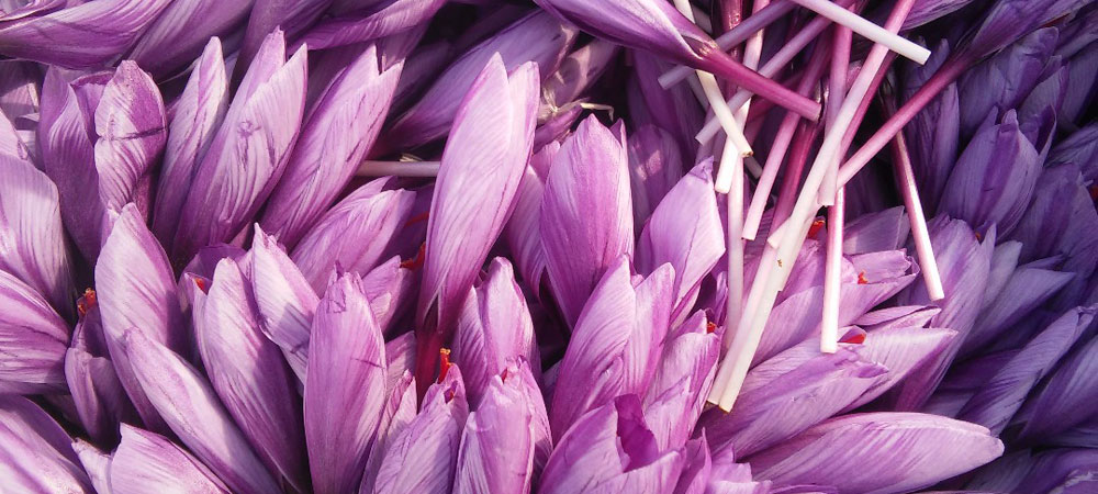 What is saffron petal good for?