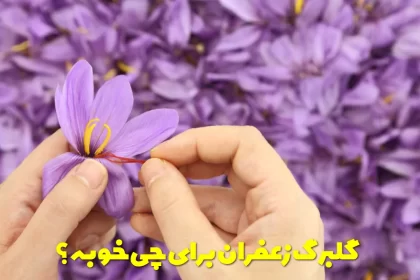 What is saffron petal good for?