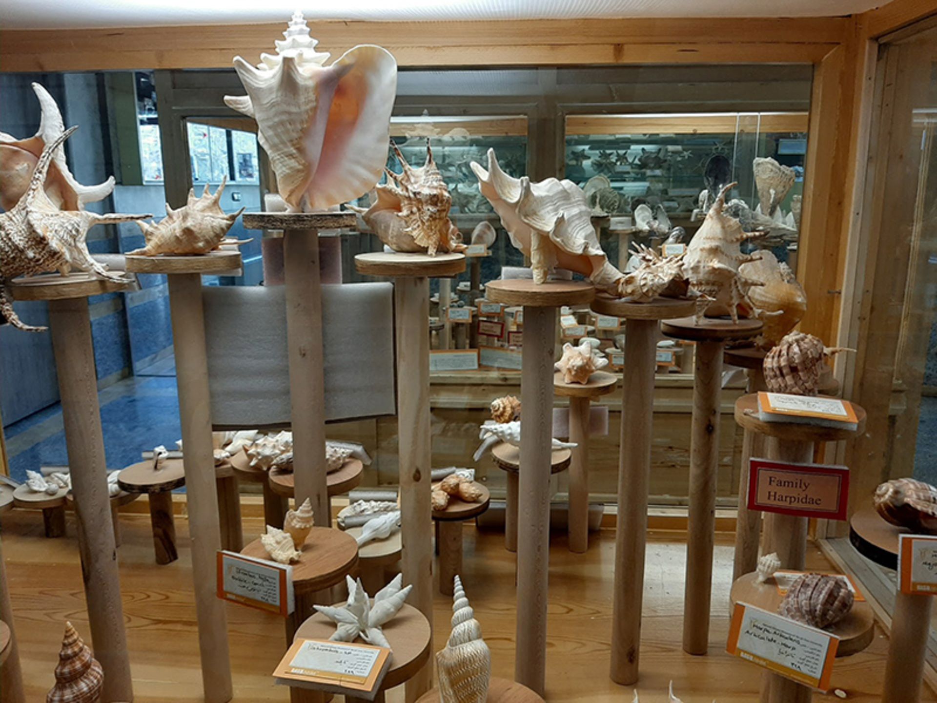 Historical fossils in Hamedan Natural History Museum