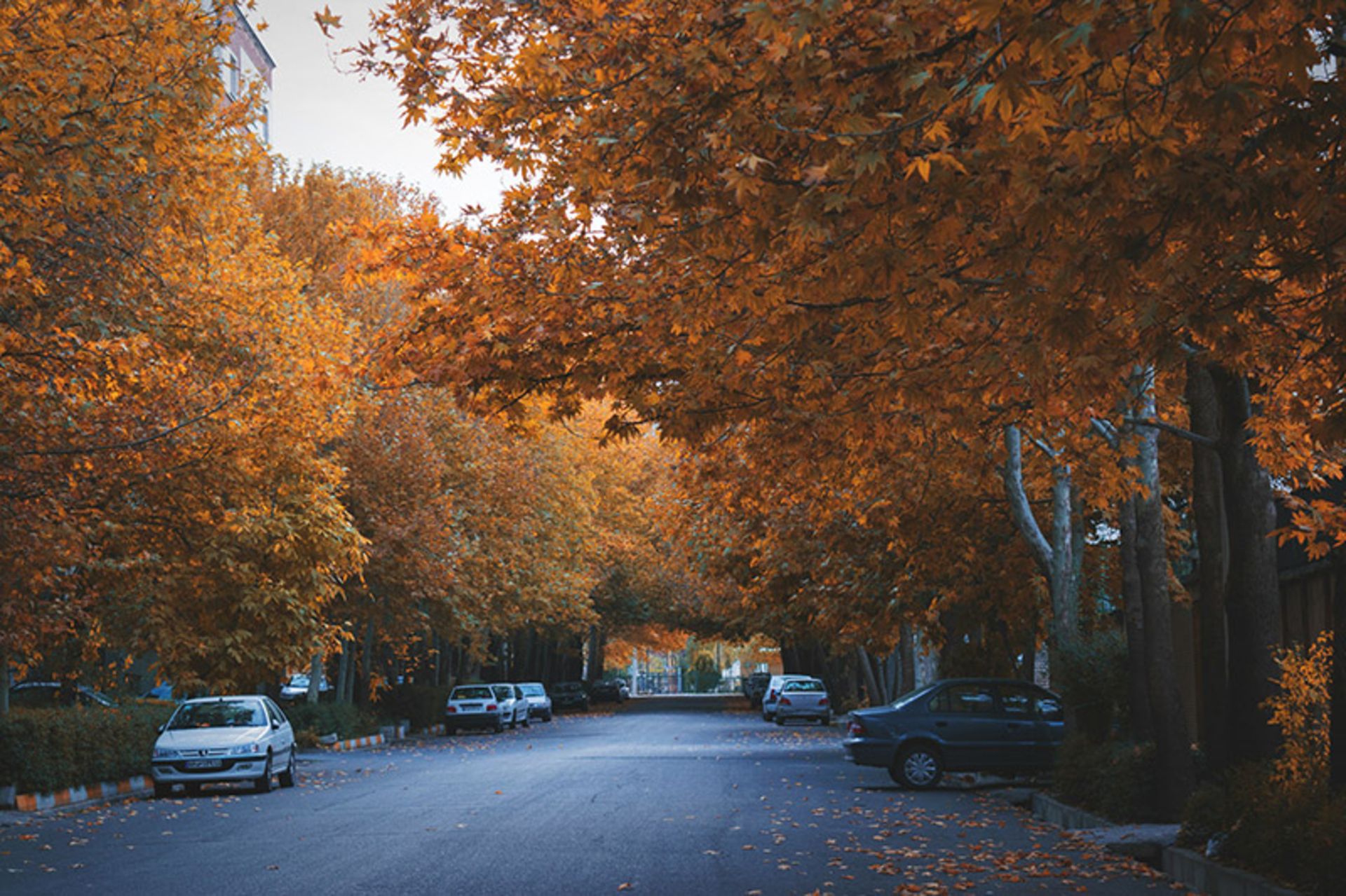 The streets of Hamadan in autumn