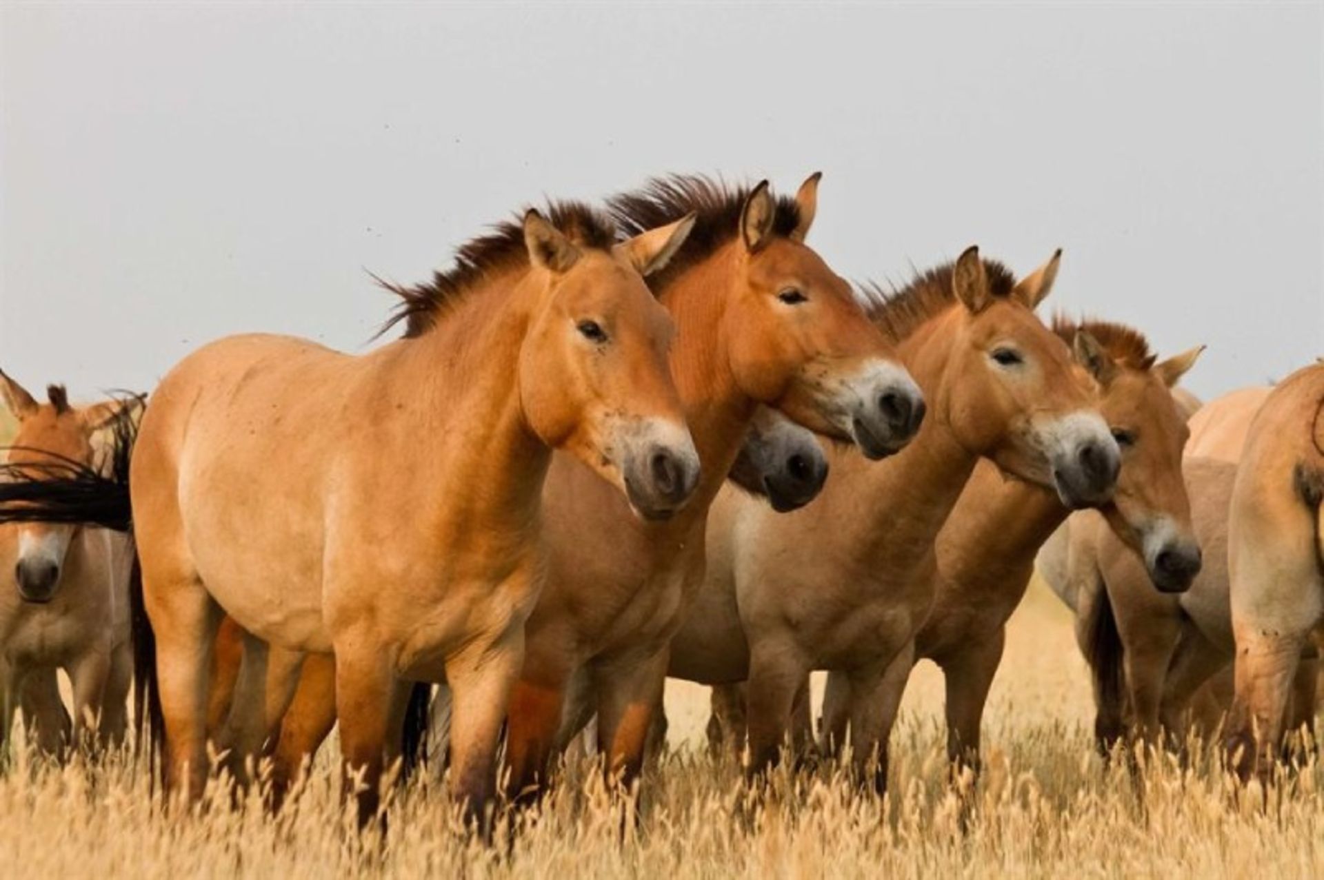 A few schwalski horses in nature