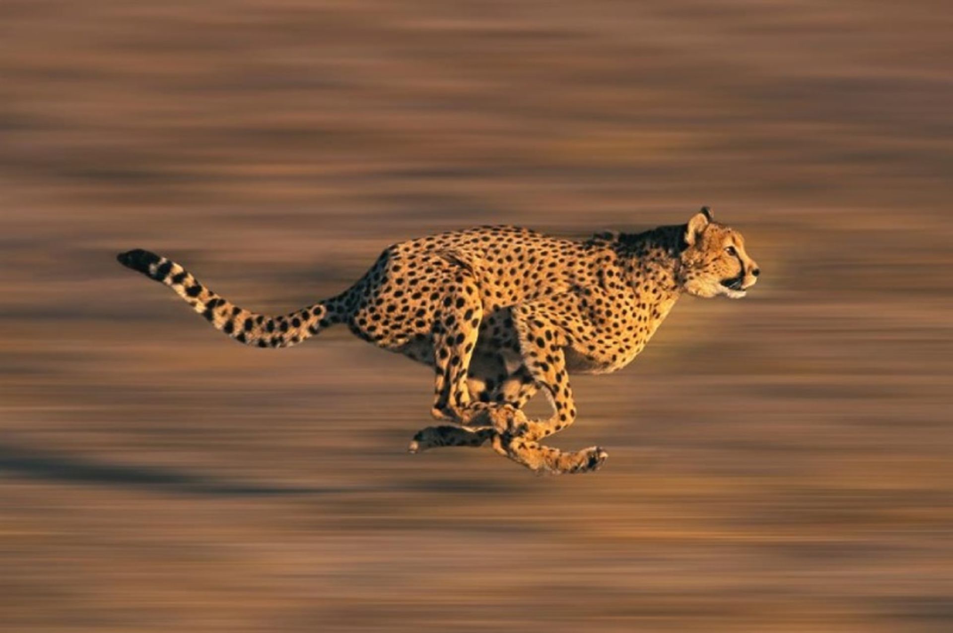 Cheetah running