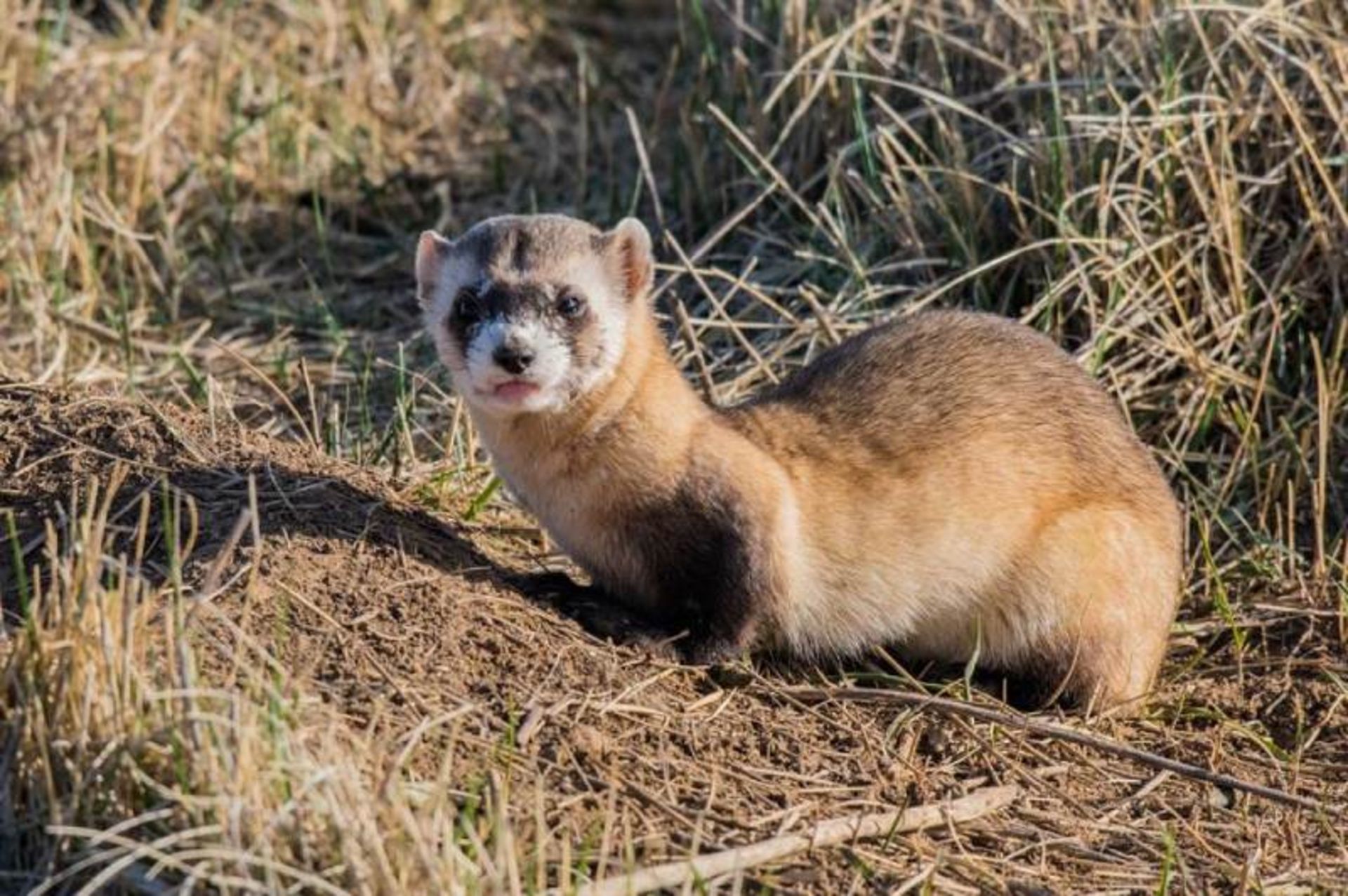 Pasiah weasel in nature