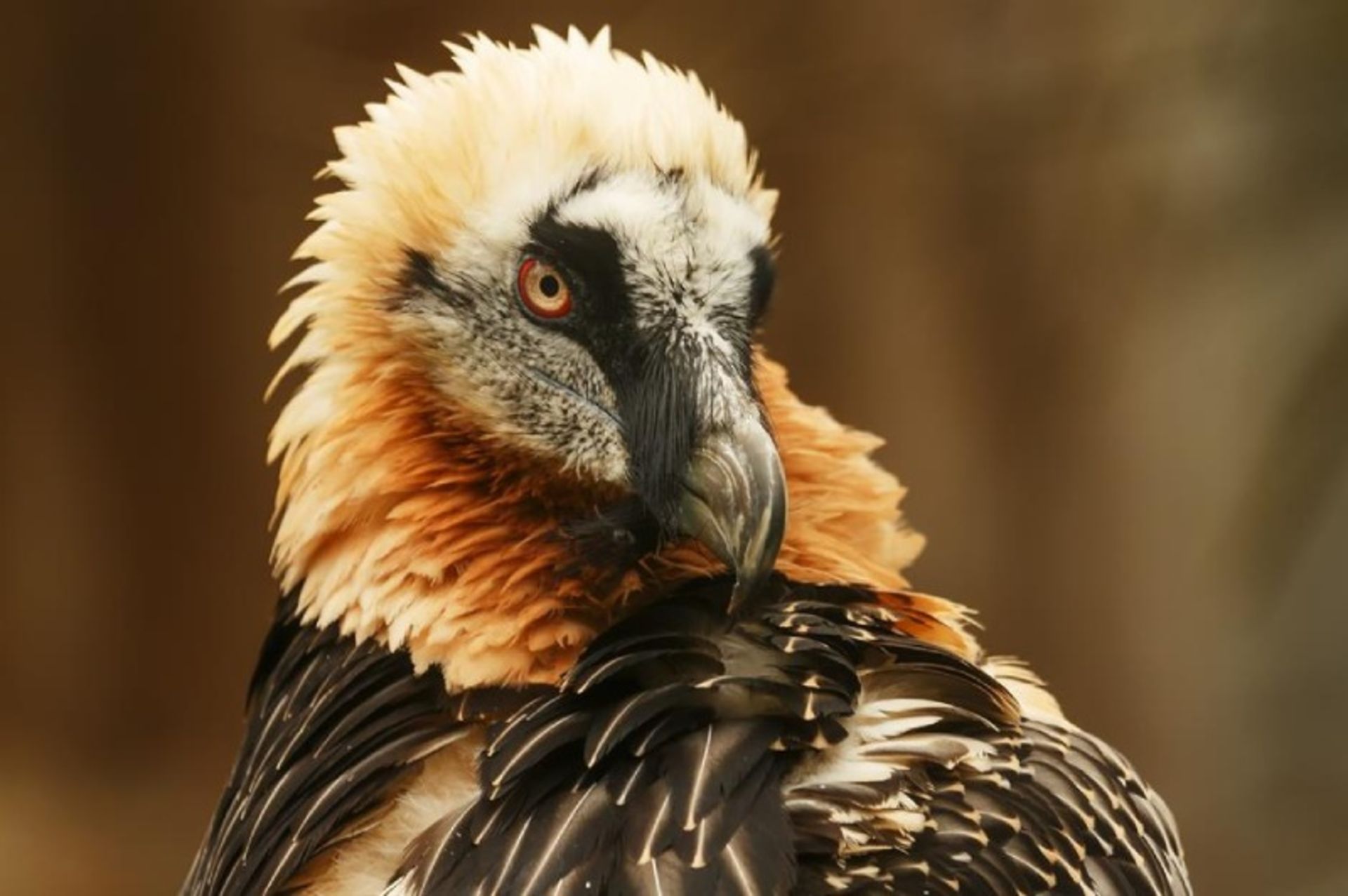The full face of a bearded vulture