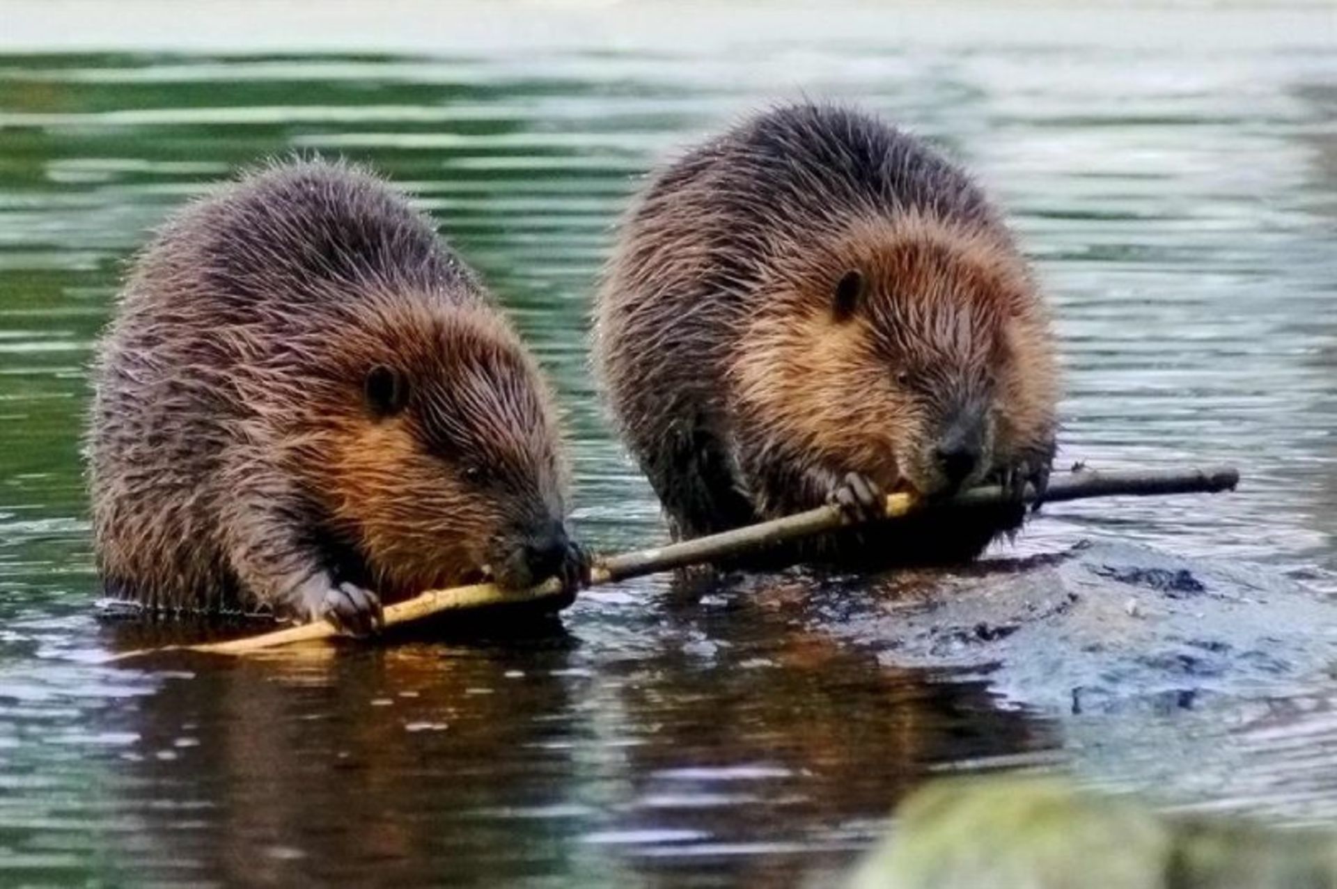 Eurasian water dogs chewing wood