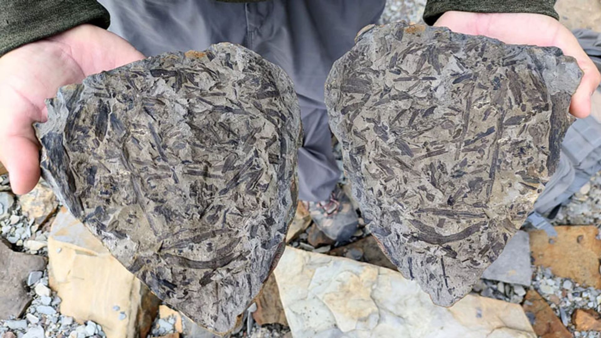 Two pieces of rock from Ministers Island fossils