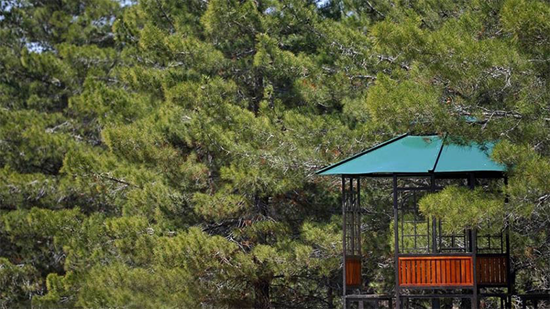 Yas Fatemi Forest Park 