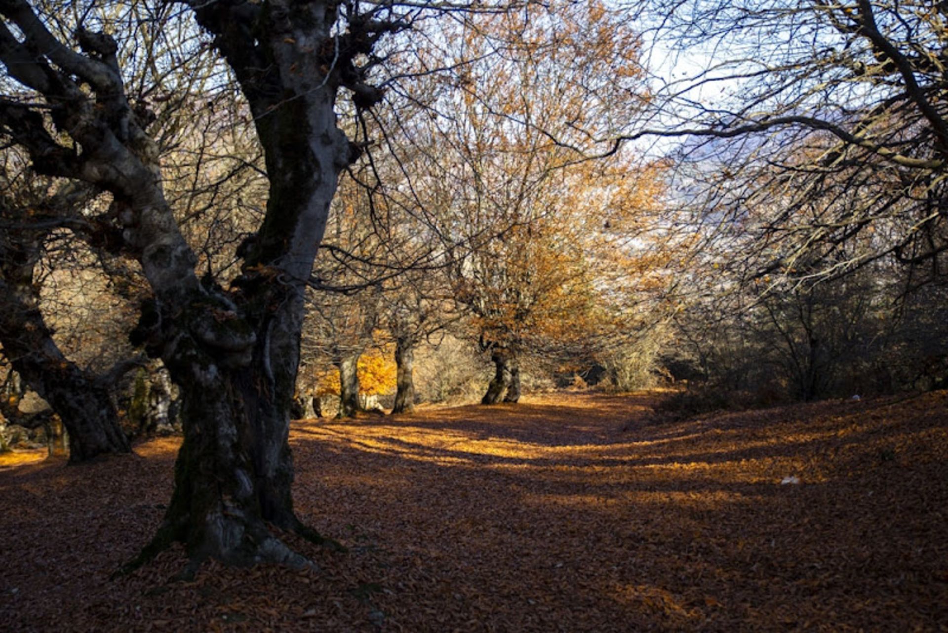 Yellow leaves of trees in Dalkhani forest