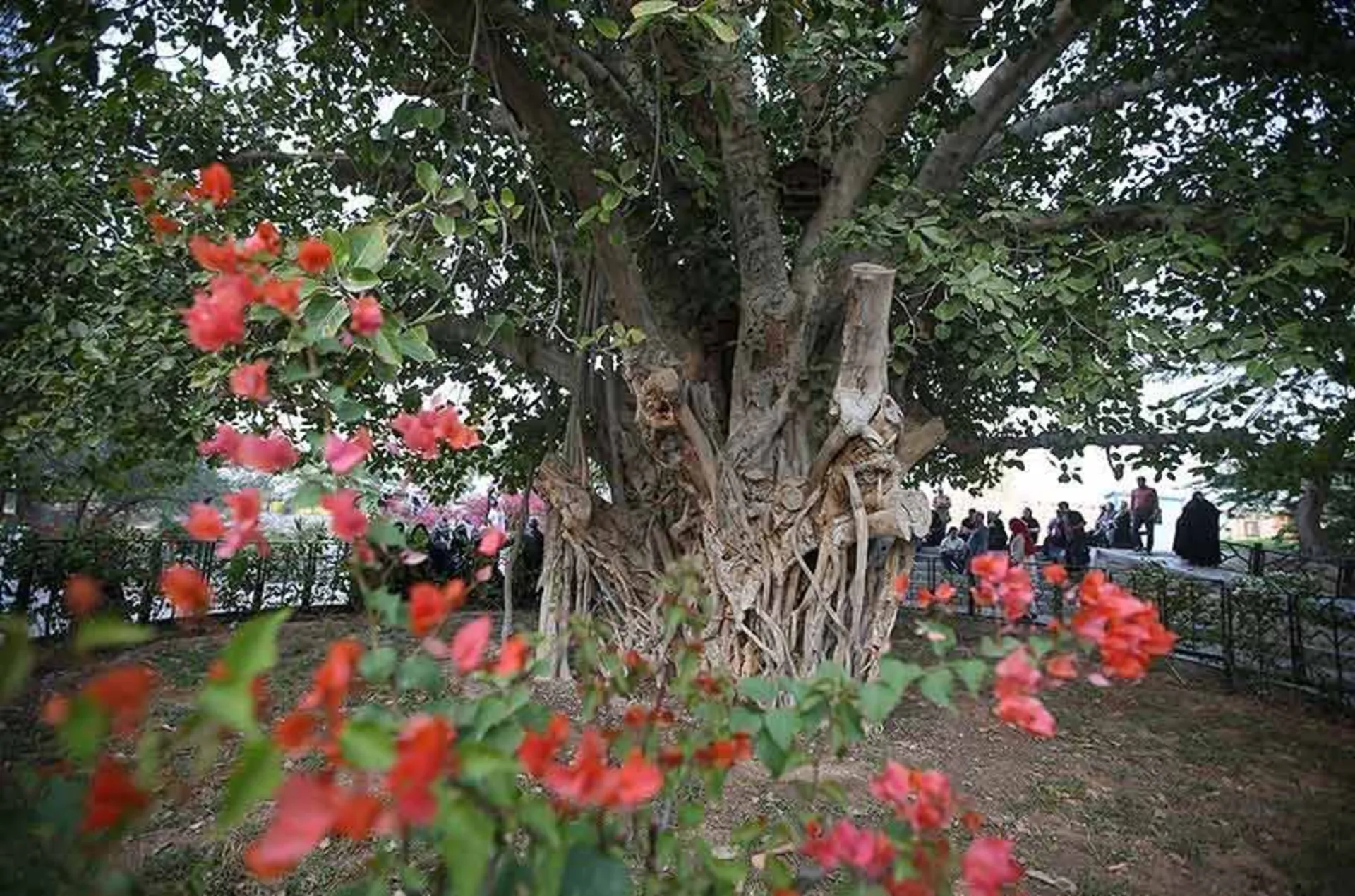 Tourists visit the green tree of Kish