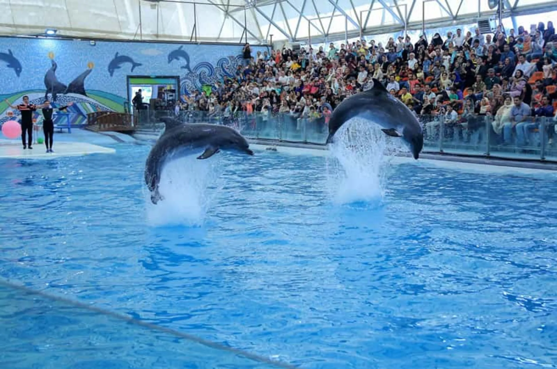 Demonstration movements of dolphins in Kish Dolphin Park swimming pool