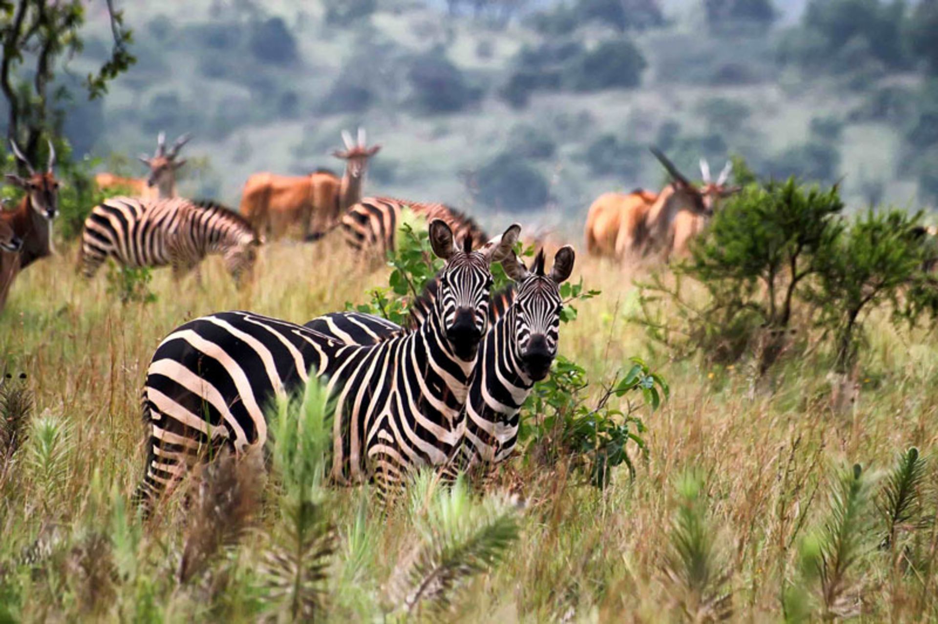 Zebras and other wild animals in the African plains