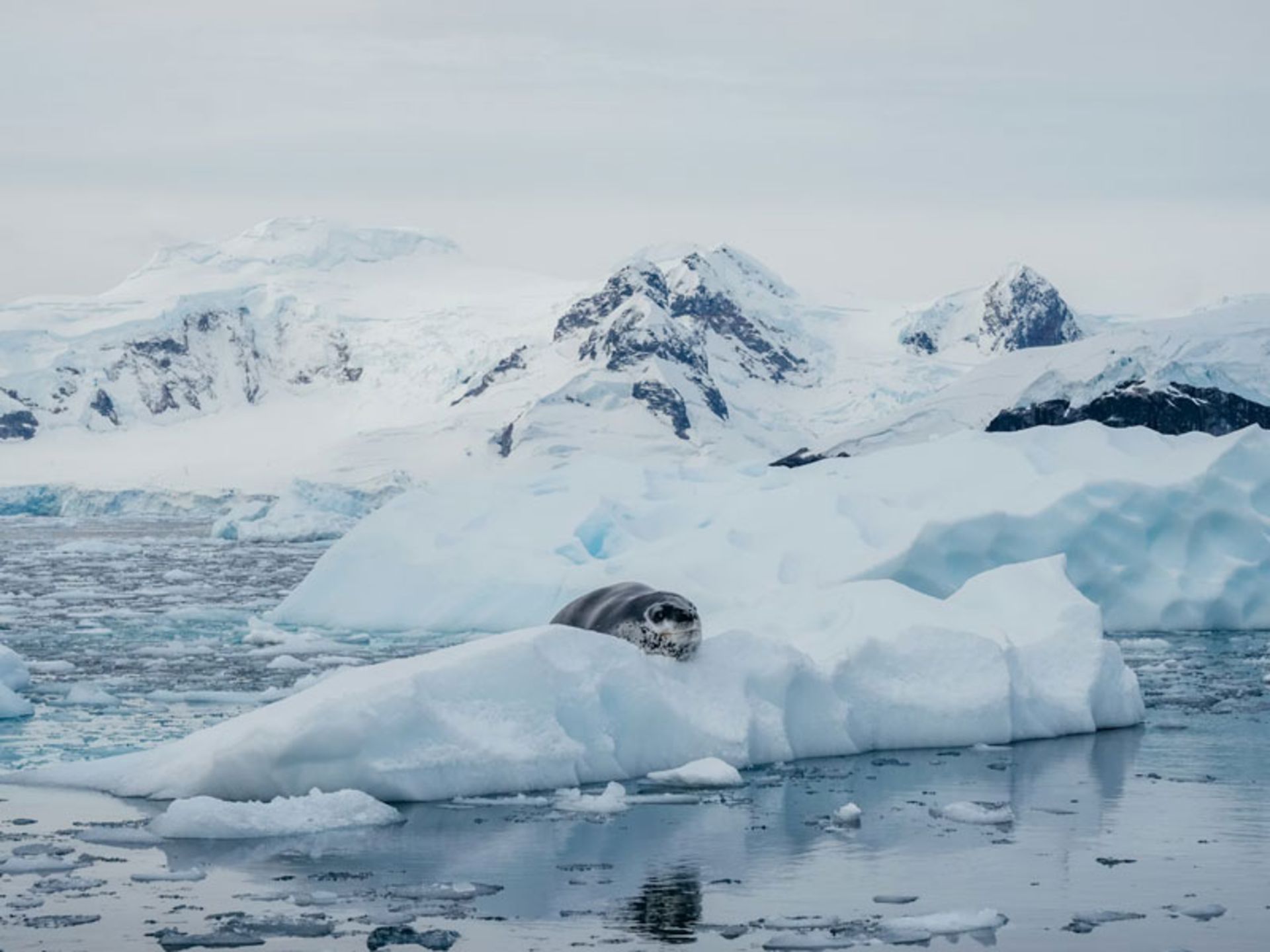 Leopard jaw resting in Antarctica
