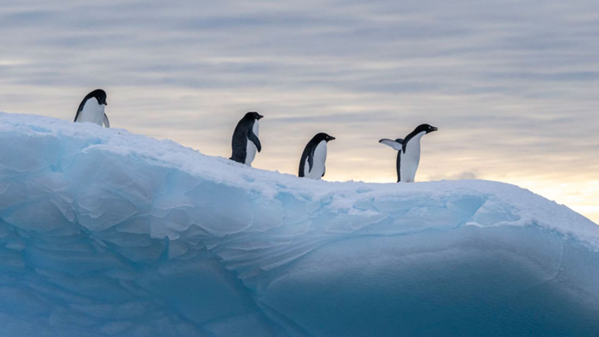 Penguins on a cliff in Antarctica