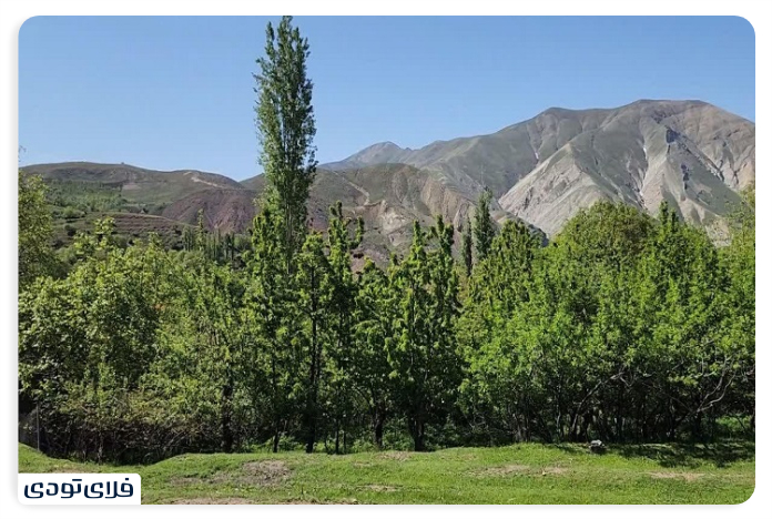 Imamah village The old light tree of Imamah village