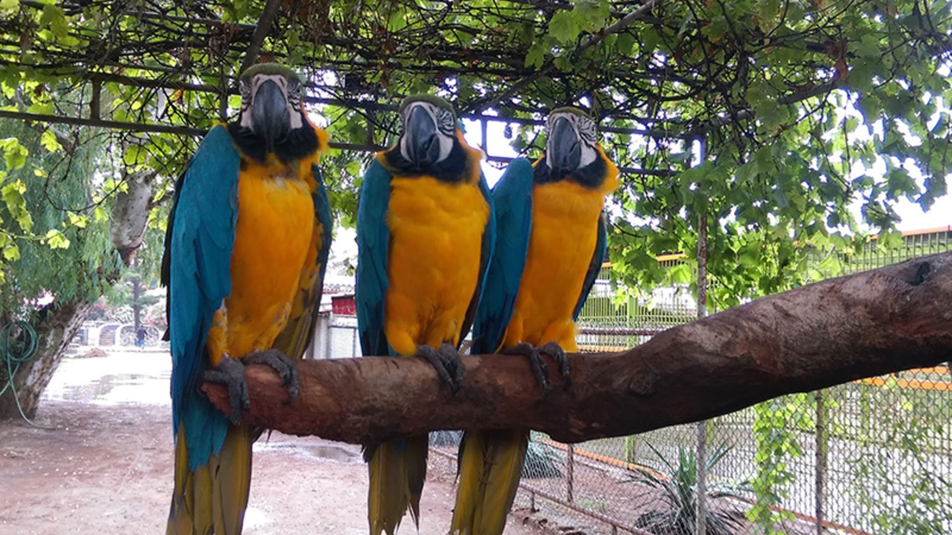 Parrots of Babolsar Zoo