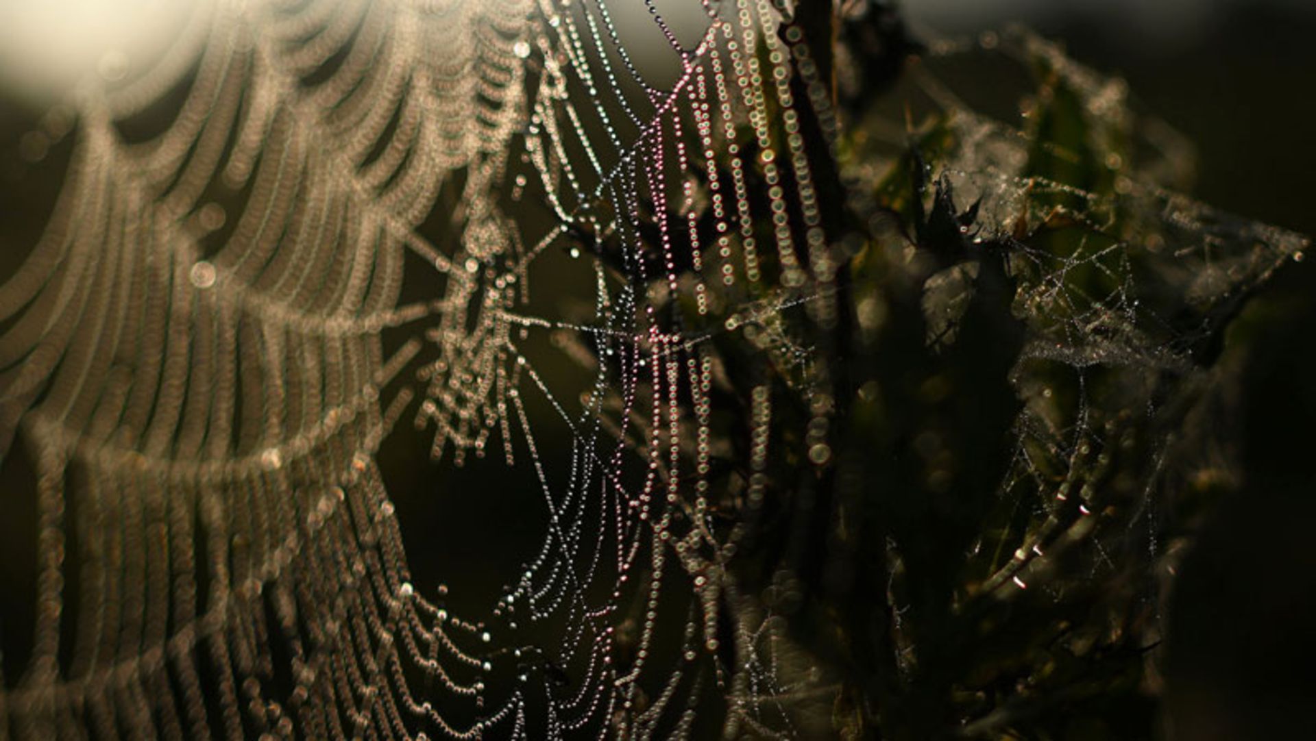 Close-up of spider web