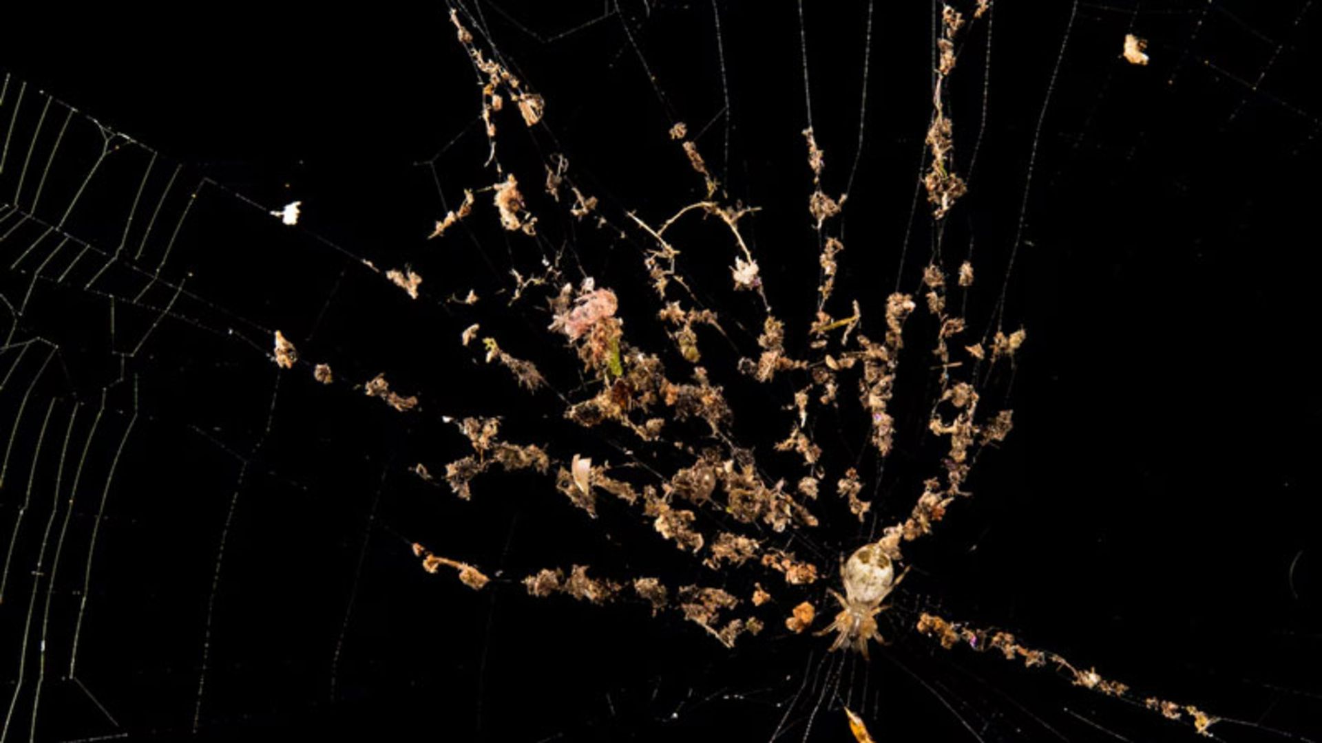 A small spider on a web with remains of plants and insects 